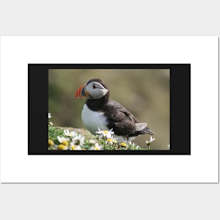 Sumburgh puffin Posters and Art